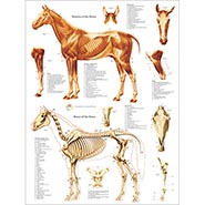 Anatomy of the Horse - Muscles and Bones