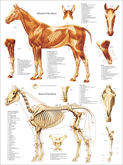 Anatomy of the Horse - Muscles and Bones