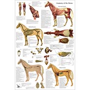 Anatomy of the Horse - All Body Systems