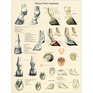 Horse Foot Anatomy and Pathology