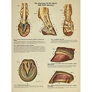 Anatomy of the Horse - The Foot (Bouley)