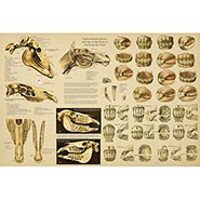 Complete Dental Anatomy & Aging Laminated Wall Chart