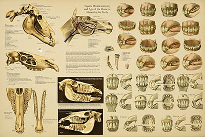 Complete Dental Anatomy & Aging Laminated Wall Chart