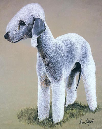 Bedlington Terrier Color Dog Study by Brian Hupfield *ONLY 1 AVAILABLE*