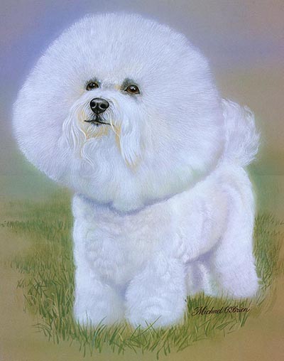 Bichon Frise Color Dog Study by Michael O'Brien *ONLY 1 AVAILABLE*