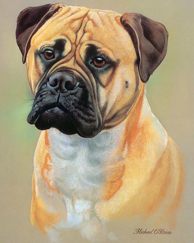 Bullmastiff Color Dog Study by Michael O'Brien *ONLY 1 AVAILABLE*