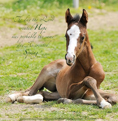 Horses & Hope 2012 Calendar - My Year at the Auction *COLLECTABLE BACK ISSUE*