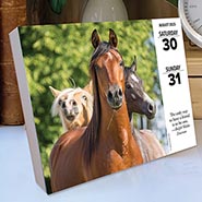 2025 What Horses Teach Us Page-A-Day Calendar *SOLD OUT*