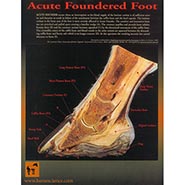 Foundered Hoof Chart - Laminated 8x11