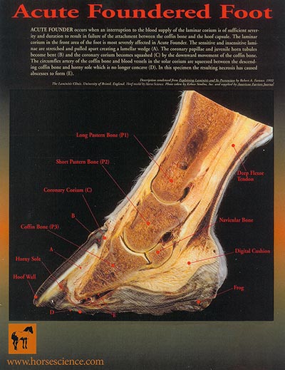 Foundered Hoof Chart - Laminated 8x11