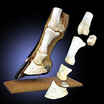 3-D Skeletal and Soft Tissue Model *SOLD OUT*