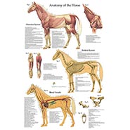 Horse Anatomy Charts-www.hoofprints.com