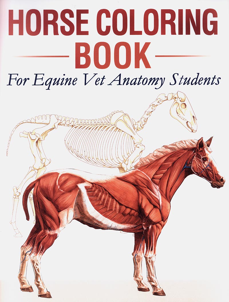 Horse Coloring Book for Equine Vet Anatomy Students *ONLY ONE AVAILABLE