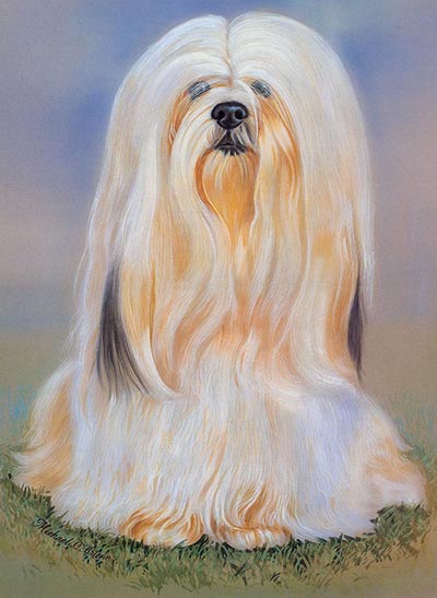 Lhasa Apso Color Dog Study by Michael O'Brien *ONLY 1 AVAILABLE*