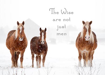 The Wise are not just men - Package of 10 Cards