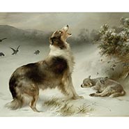 Found - collie and lost lamb print by Walter Hunt