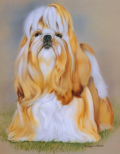 Shih Tzu Color Dog Study by Michael O'Brien *ONLY 1 AVAILABLE*