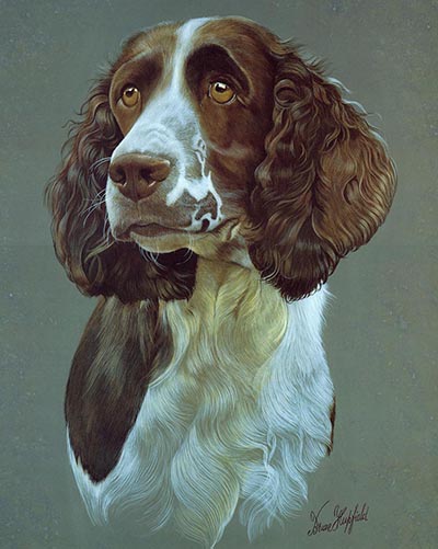 Springer Spaniel Color Dog Study by Brian Hupfield *ONLY 1 AVAILABLE*