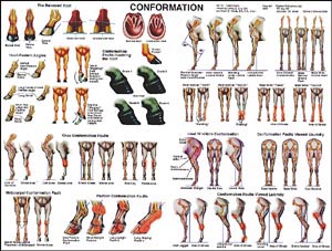 Conformation Chart