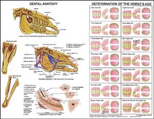 Dental Chart