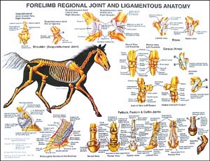 Fore Limb Chart