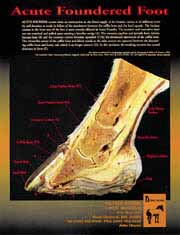 Hoof Charts