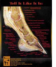 Hoof Charts