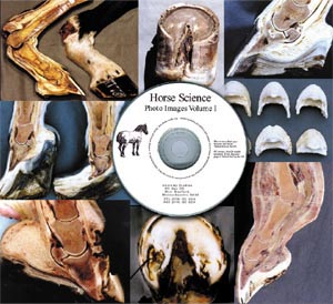 Hoof Photo Images