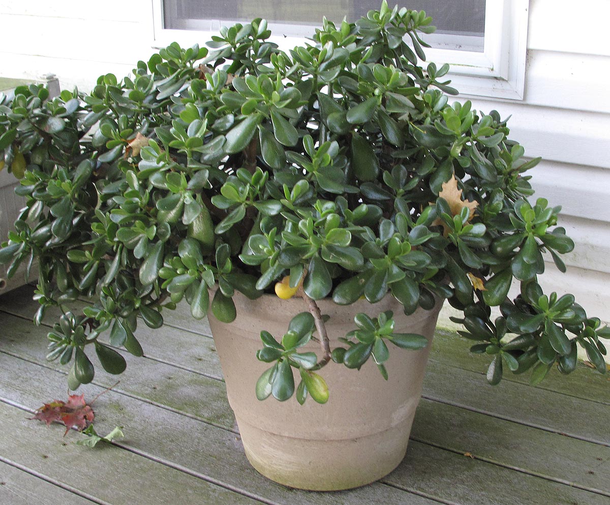 free-jade-plant-also-called-friendship-tree-lucky-plant-or-money